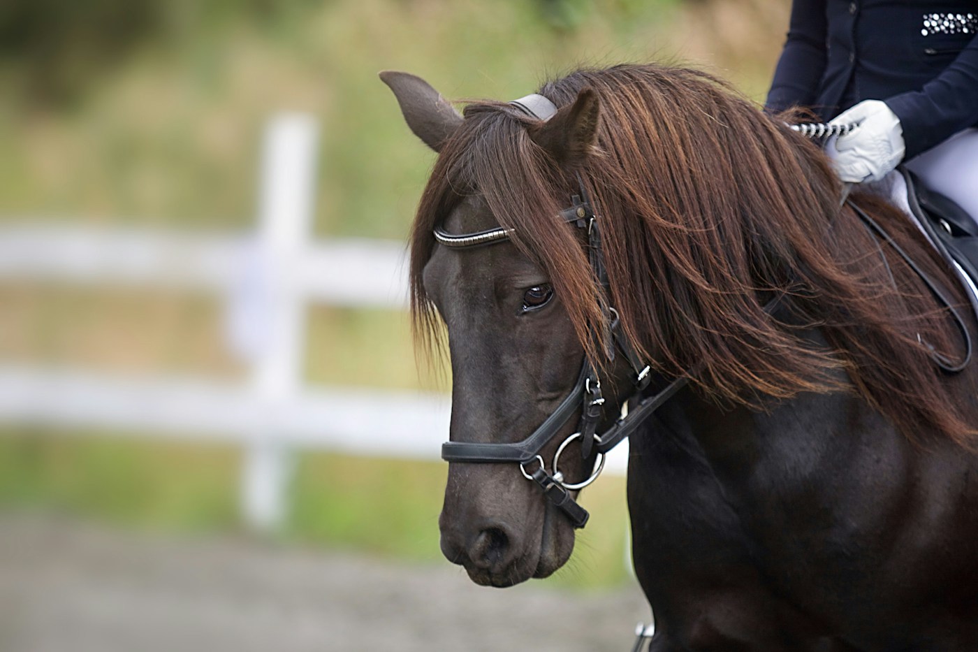 Illustrative equestrian photograph
