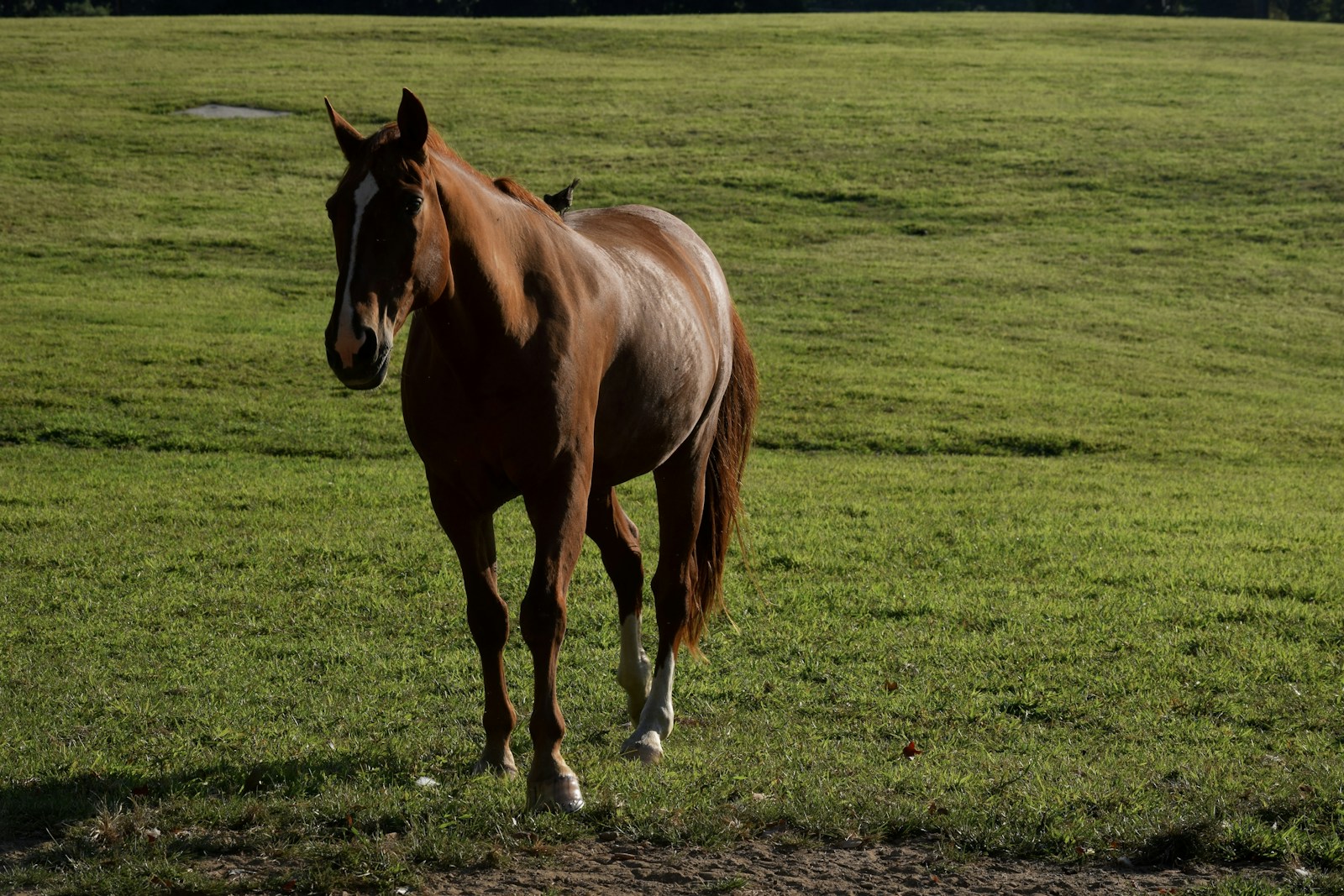 Bay horse in a sunlit green pasture